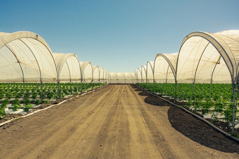 Raw Garden farm, hoop house rows