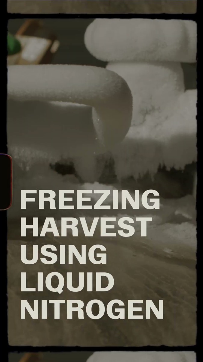 Raw Garden freezing harvest with liquid nitrogen video